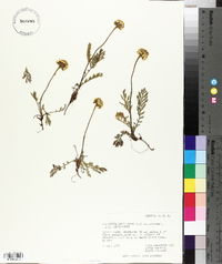 Tanacetum bipinnatum image