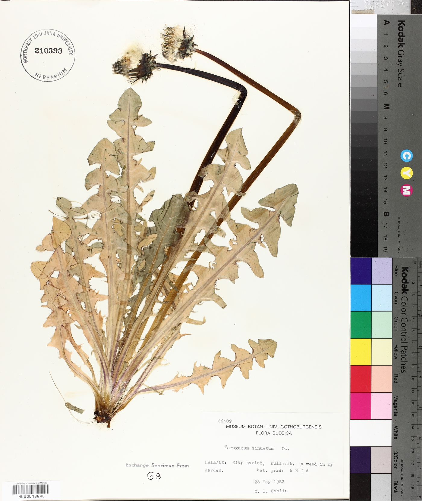 Taraxacum sinuatum image