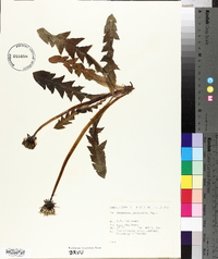 Image of Taraxacum pachymerum