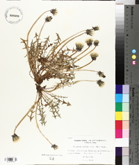Image of Taraxacum brachyglossum