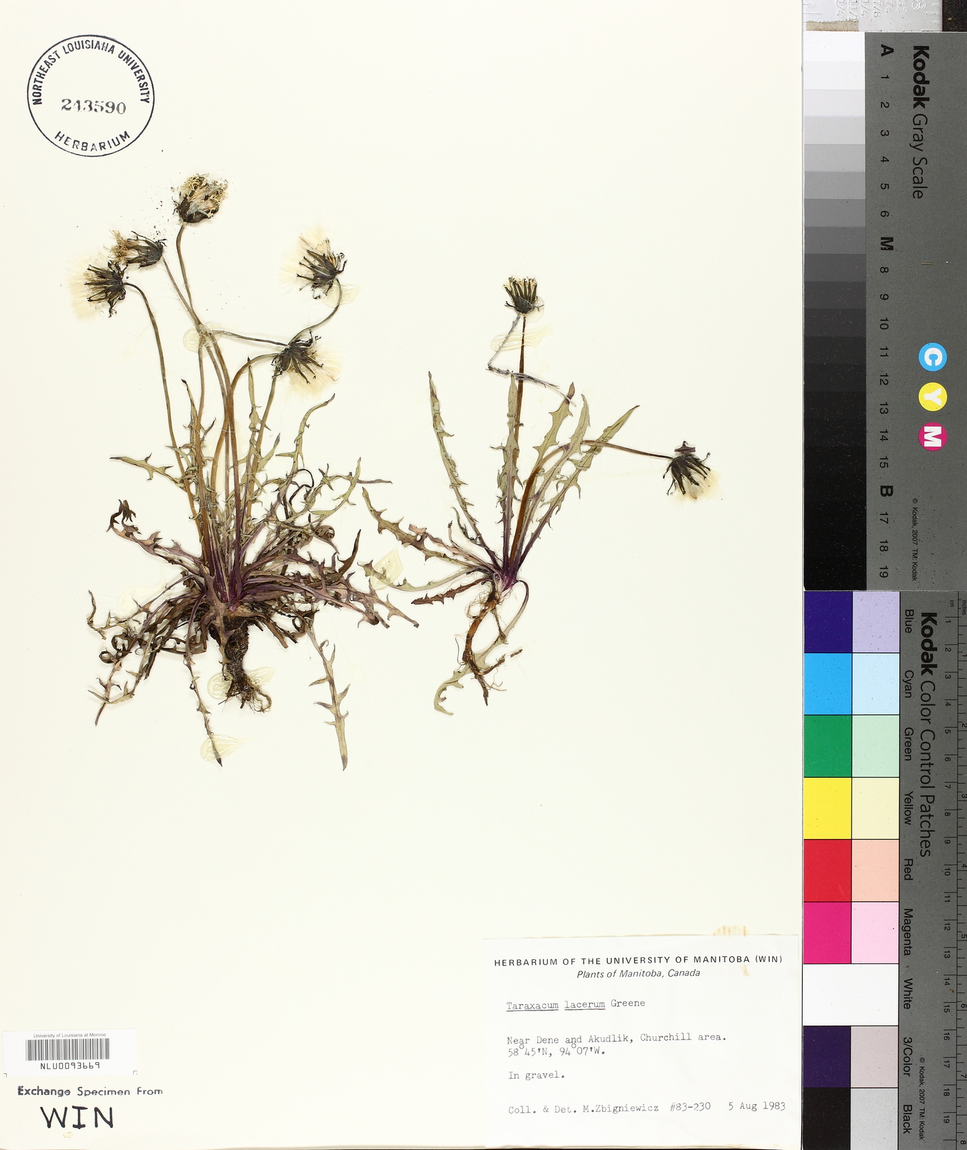 Taraxacum lacerum image