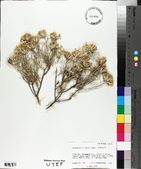 Tetradymia filifolia image