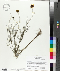 Thelesperma filifolium image