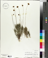 Thelesperma longipes image