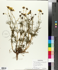 Thelesperma filifolium var. intermedium image