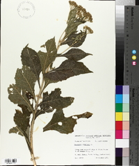 Verbesina virginica image