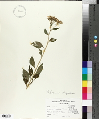 Verbesina alternifolia image