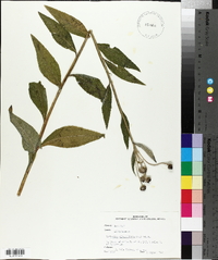 Verbesina alternifolia image