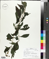 Verbesina alternifolia image