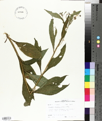 Verbesina alternifolia image