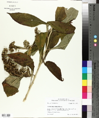 Verbesina virginica image