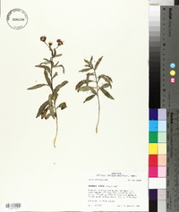 Vernonia texana image