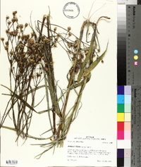 Vernonia texana image