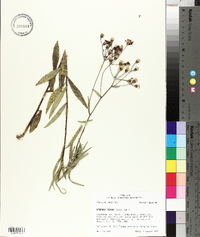 Vernonia texana image