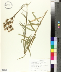 Vernonia texana image