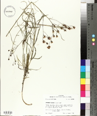 Vernonia texana image