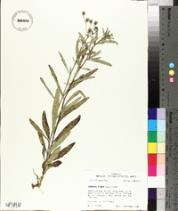 Vernonia texana image
