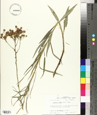 Vernonia texana image