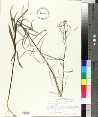 Vernonia texana image