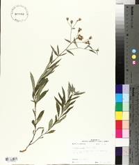 Vernonia texana image