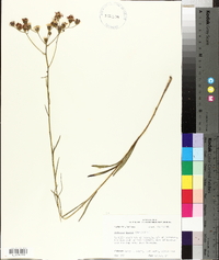 Vernonia texana image