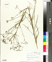 Vernonia texana image