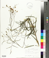 Vernonia texana image