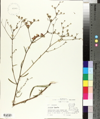 Vernonia texana image