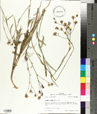 Vernonia texana image
