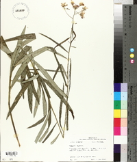 Vernonia texana image