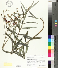 Vernonia texana image