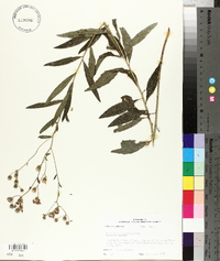 Vernonia texana image