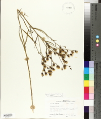 Vernonia texana image