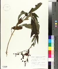 Vernonia baldwinii image