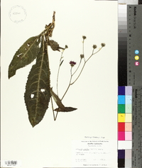 Vernonia acaulis image