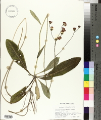 Vernonia acaulis image