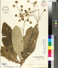 Vernonia acaulis image