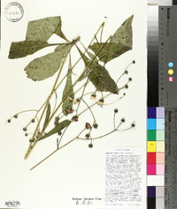 Vernonia acaulis image