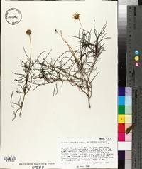 Viguiera stenoloba var. chihuahuensis image