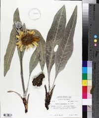 Wyethia helenioides image