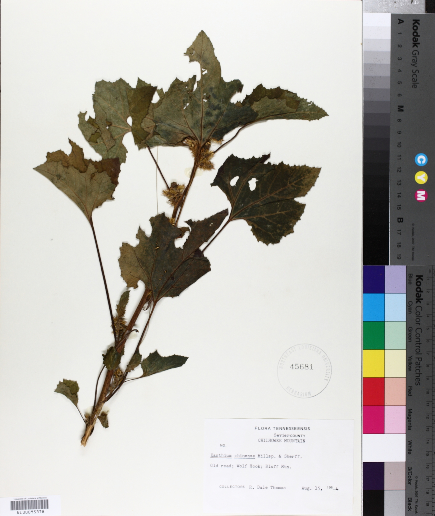 Xanthium strumarium var. glabratum image