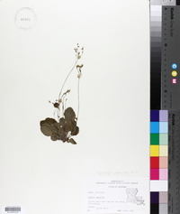 Youngia japonica image