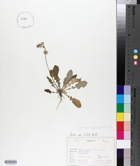 Youngia japonica image