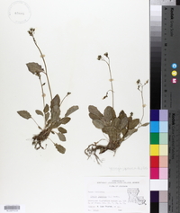 Youngia japonica image