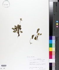 Youngia japonica image