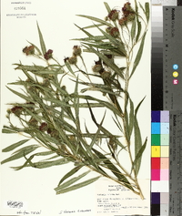 Vernonia crinita image