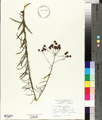 Vernonia angustifolia image