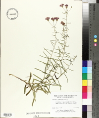 Vernonia angustifolia image