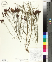 Vernonia angustifolia image