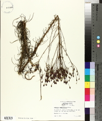 Vernonia angustifolia image